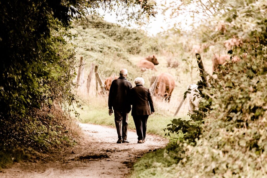 Old couple walking near cows